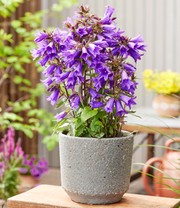 Campanula 'Rebelle®'