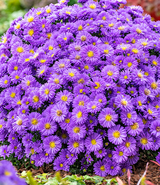 Herbstaster 'Alpha®' Dark Purple, im 12 cm-Topf