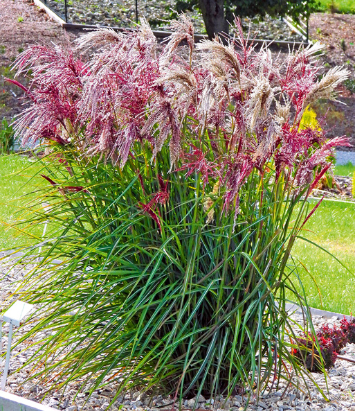Das Miscanthus „Boucle“ steht mit pink-rosa blühenden Wedeln hochgewachsen, blühend in einem Beet.