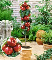 Befruchtersorte Apfel 'Gala'