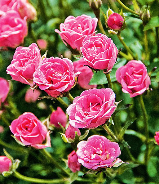 Nahaufnahme der gefüllten rosa Blüten der Lilly Rose „Wonder5“ an der Pflanze. Die Blütenblätter glänzen in der Sonne.