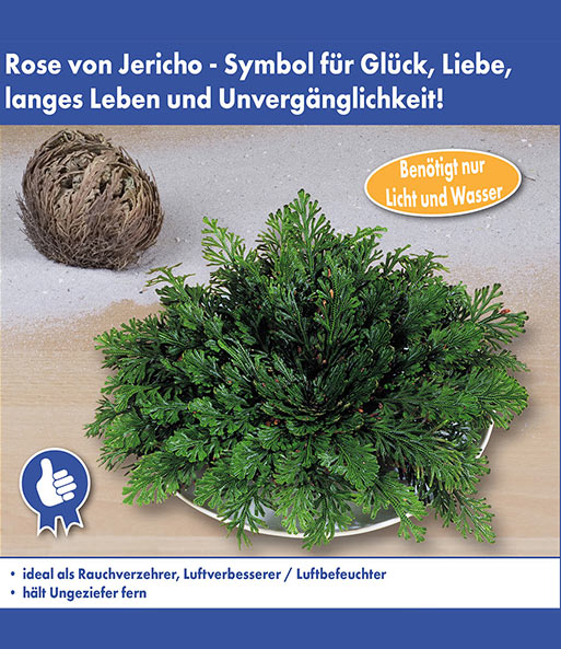 Wie Bild 1 mit Text: „Rose von Jericho – Symbol für Glück, Liebe, langes Leben und Unvergänglichkeit. Benötigt nur Licht und Wasser. Ideal als Rauchverzehrer, Luftverbesserer / Luftbefeuchter. Hält Ungeziefer fern.“