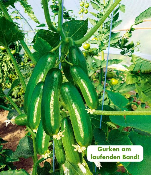An der Gurkenpflanze „Cucko“ hängen viele große, grasgrüne Gurken, während im Hintergrund Tomatenpflanzen mit noch grünen, unreifen Früchten wachsen. Dazu die Texteinblenung: „Gurken am laufenden Band“.