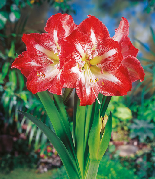 Amaryllis 'Minerva' mit Geschenkbox