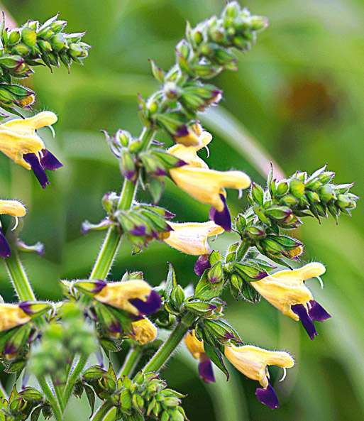 Salvia 'Blue Lips'