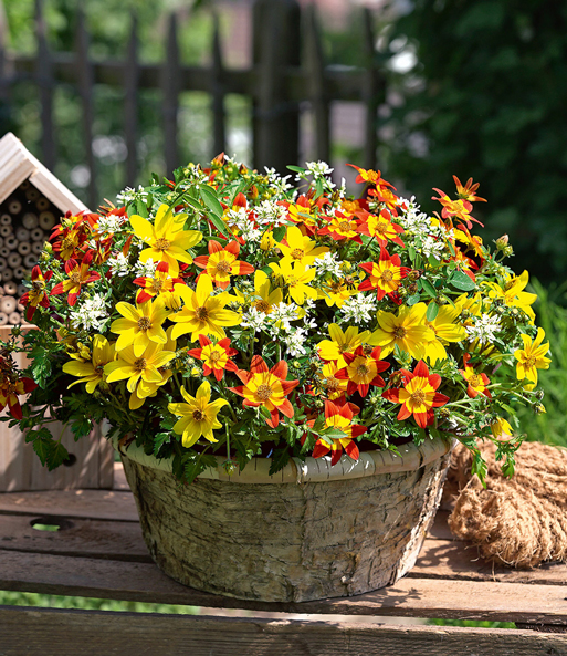 Sommerblumen-Mix TRIXI® 'EuphorBee'