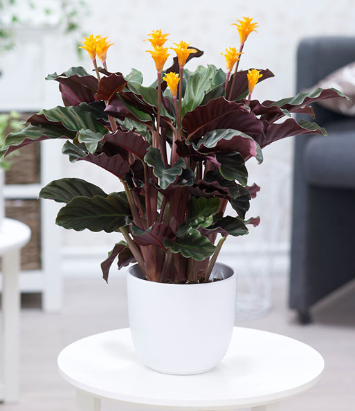 Calathea Crocata