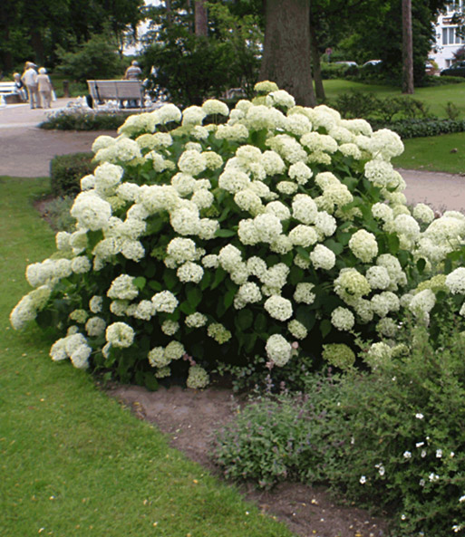 Schneeball-Hortensie 'Annabelle' im 2-Liter Containertopf
