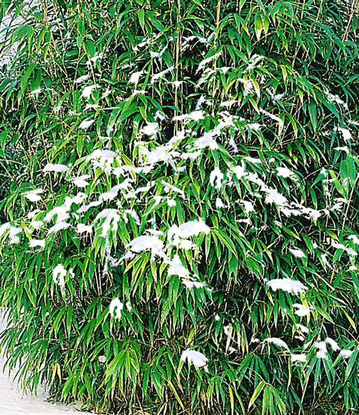 Winterharte Bambus-Hecke im 2-Liter Container