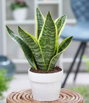 Sansevieria 'Futura Superba'