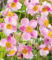 Rosa Herbst-Anemone