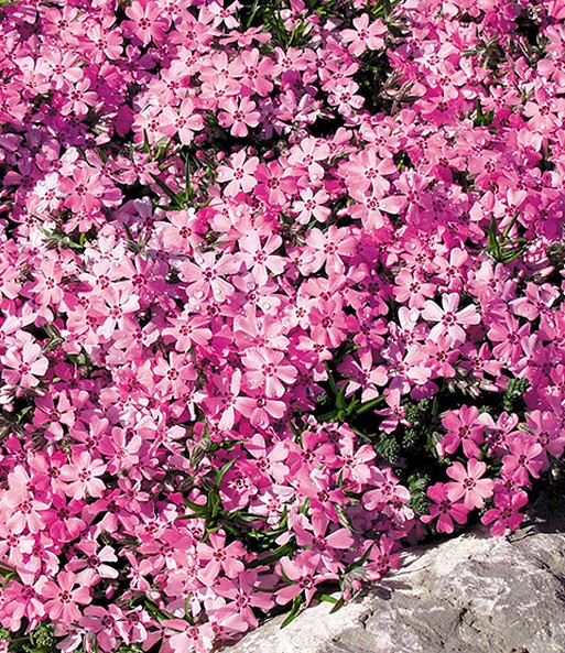 Nahaufnahme der Dichtbewachsenen, kleinen, sternenförmigen Rosa-Blüten nach einem kleinen Regenschauer.
