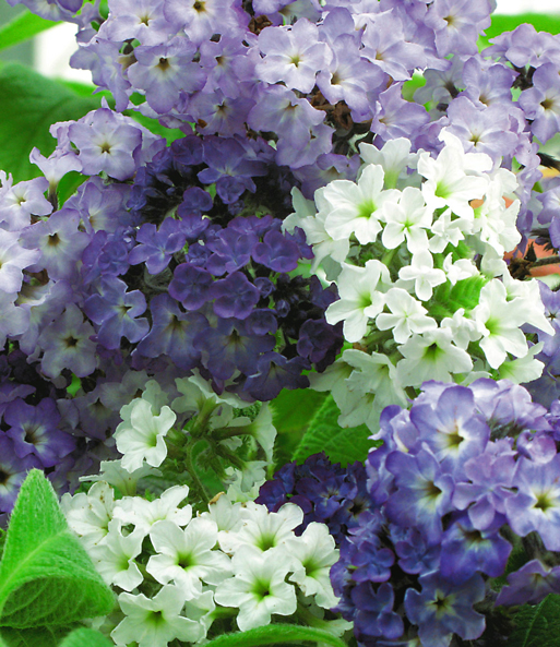 'Vanille-Trio'