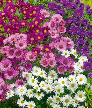 Stauden-Astern-Mix 'Fall Beauty'