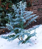 Winterharter Eukalyptus 'Azura®' im XXL-Topf