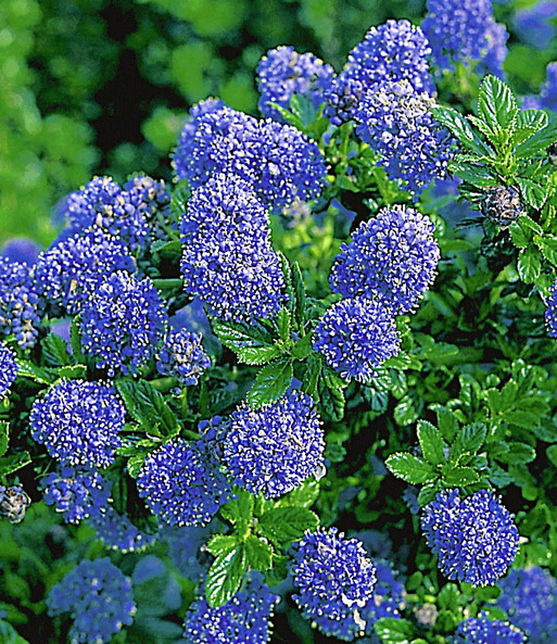 Ceanothus-Stämmchen 'Blue Mound'