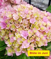 5-Stufen Hortensie 'Together®'