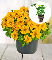 Bidens 'Yellow Sunshine®'