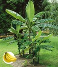Winterharte Banane 'grün'