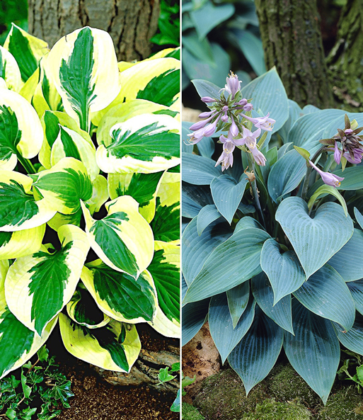 Riesen-Hosta-, Funkien-Sortiment zum Vorteilspreis