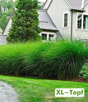 Chinaschilf Gracillimus im 14 cm XL-Topf