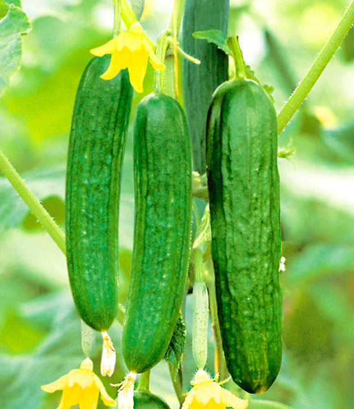 Veredelte Snack-Gurke 'Minik' & COMPO® SANA® Tomaten- und Gemüseerde