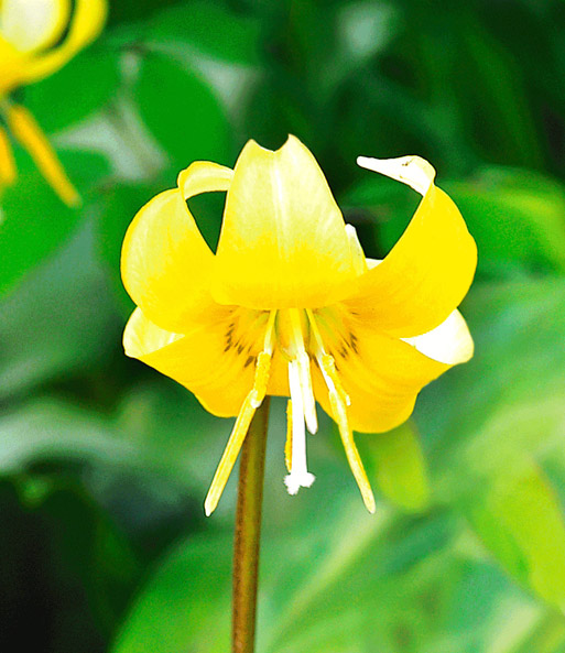 Erythronium