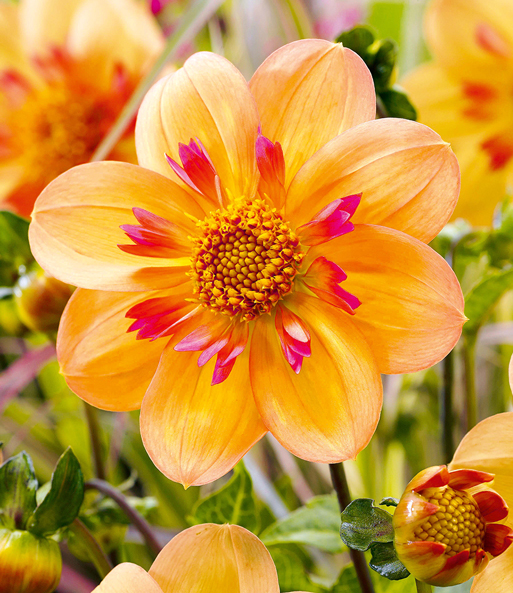 Nahaufnahme einer einzelnen orange-roten Blüte der Dahlie „Kelsey Annie Joy“.