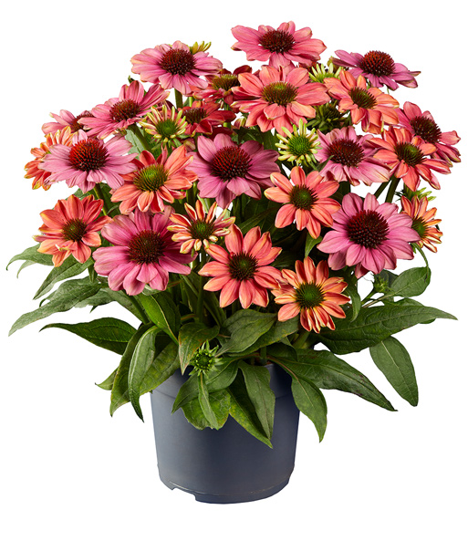 Die Echinacea „Evolution“ blüht üppig orange-rosa in einem Transporttopf.