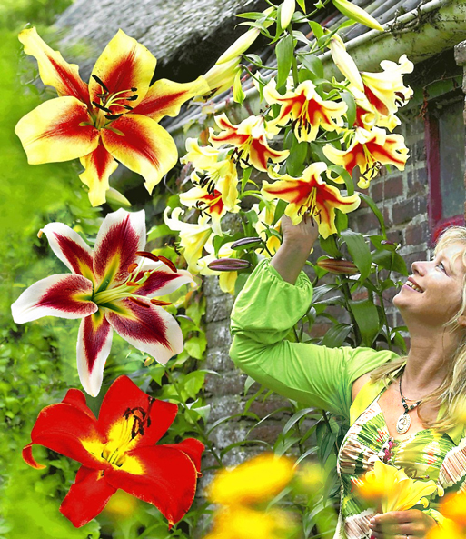 Tree-Lilies®-Kollektion