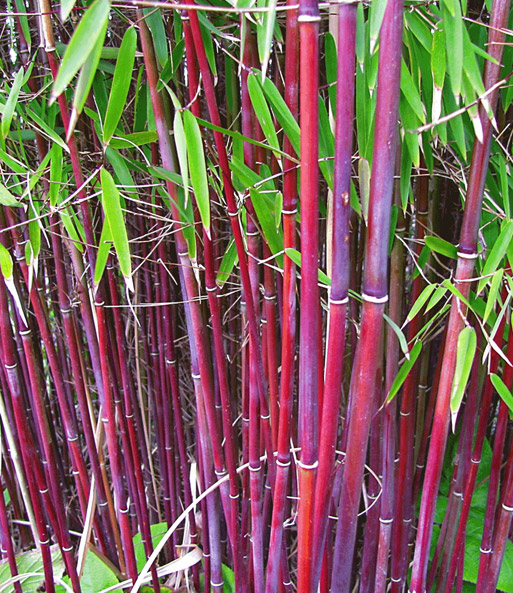 Der Roter Bambus „Chinese Wonder“ wurde in einem Garten als Hecke gepflanzt und wächst dicht beisammen.