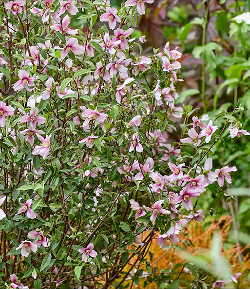 Link zum YouTube Video 9645_Philadelphus 'Petite Perfume®'