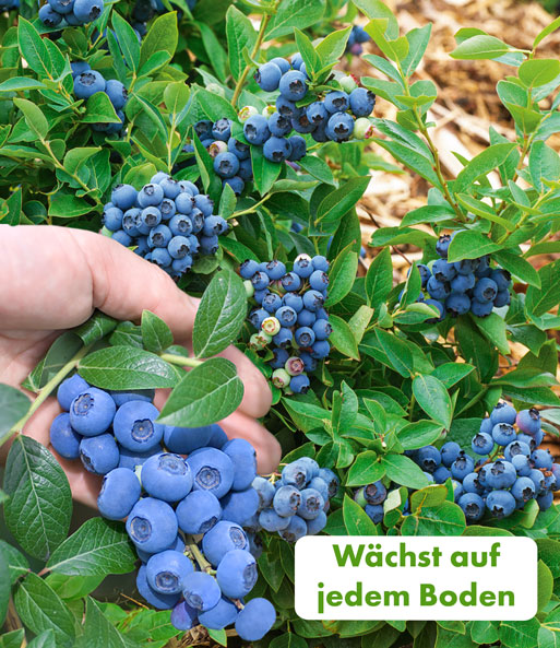 Die Früchte der Trauben-Heidelbeere „Reka Blue“ wachsen als Reben dicht beisammen und üppig an einzelnen Pflanzen. Die Reben sind etwa handgroß. Dazu die Texteinblendung: „Wächst auf jedem Boden“.