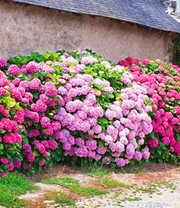 Freiland-Hortensien-Hecke 'Pink-rosé'