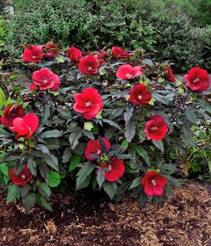 Winterharter Hibiskus 'Summerific®' 'Midnight Marvel'