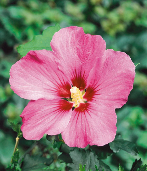 Hibiskus-Hecke