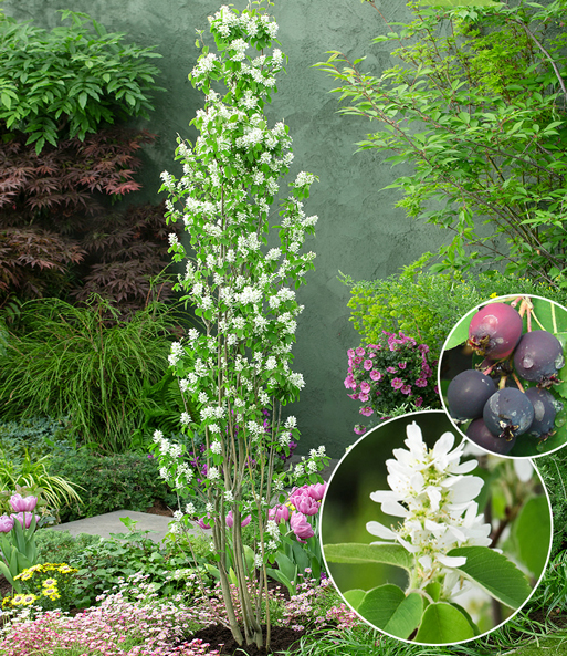 Felsenbirne Amelanchier 'Obelisk®', im 3-Liter XL-Topf