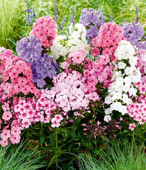 Phlox-Mix 'Sweet Summer'