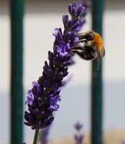 Lavendel 'Phenomenal®' im 2-Liter Topf