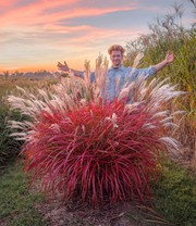 Miscanthus 'Lady in Red®'