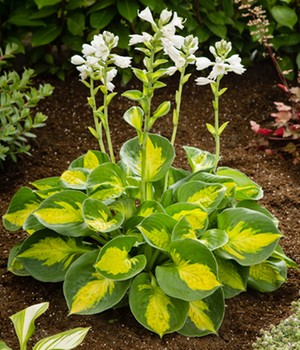 Hosta 'Sunset Groover'