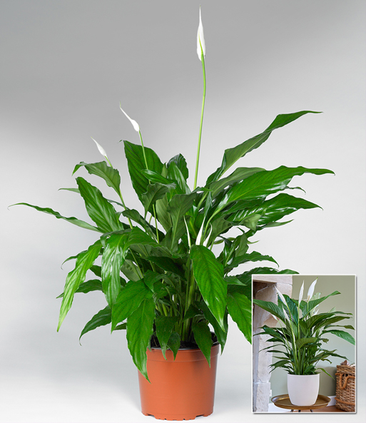 Spathiphyllum ca. 55-65 cm hoch