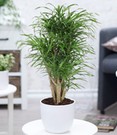Dracena 'Anita' verzweigt 110 cm hoch