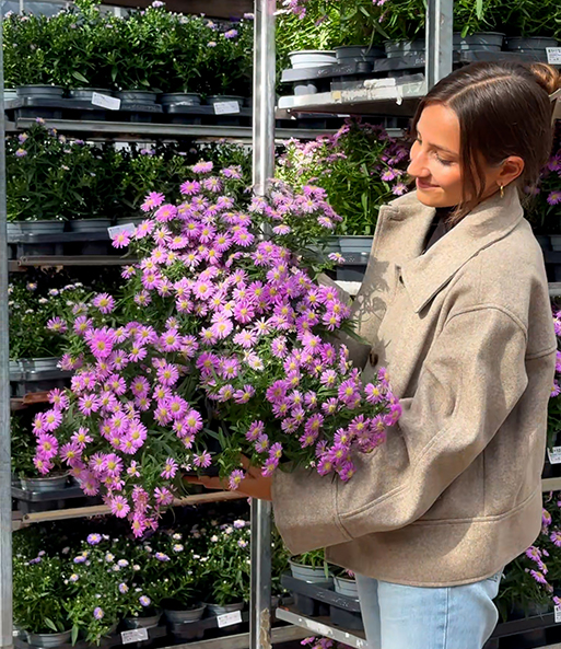 Link zum YouTube Video 9768_Herbstaster 'Alpha®' Light Pink