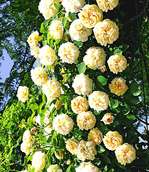 Rambler-Rose 'Alchymist'