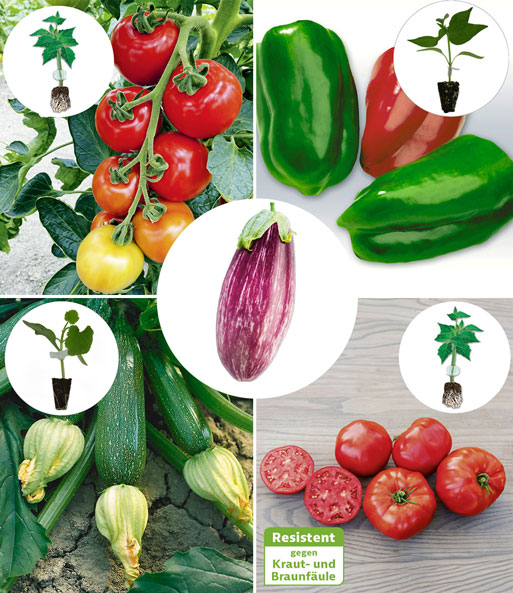 Veredelte Gemüse-Kollektion 'Ratatouille'