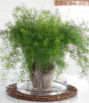 Asparagus Sprengeri