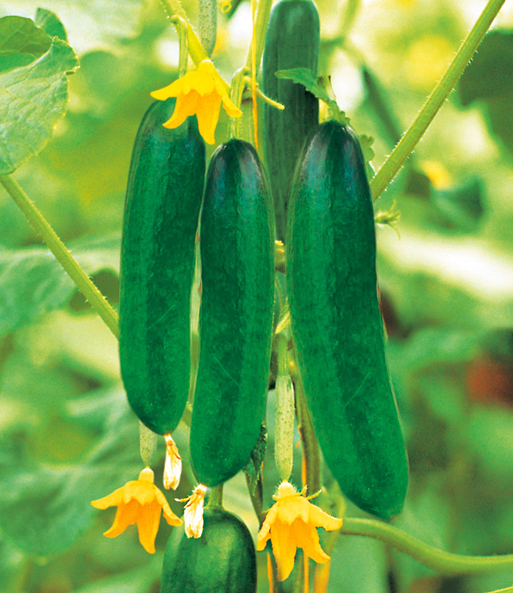 Die Gurken sowie die Blüte der veredelten Snack- Gurke „Minik“ F1 sind zu sehen.