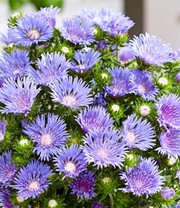 Stokesia 'Blue Danube'