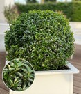 Euonymus 'Green Empire®'